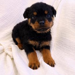 Remus - Black and mahogany male Rottweiler puppy in Parker, Colorado from Denver Rottweilers