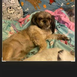 Nala - Brindle female Shih Tzu puppy in Delta, Colorado from Wachowicz Shihtzu