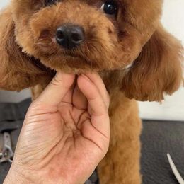 Lily - Poodle