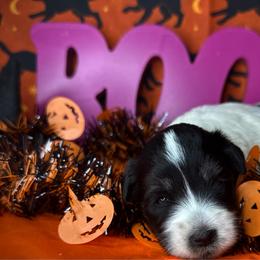 Bella - Parti female Miniature Schnauzer puppy in Placerville, California from Rpuppies