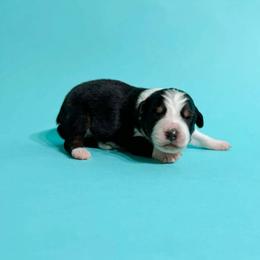 Binx - Black tri-color male Australian Shepherd puppy in Placerville, California from BFF Aussies