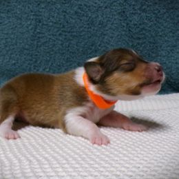 Orange Collar Sable Male - Sable and white male Collie puppy in Gleason, Tennessee from Liberty Collies