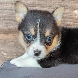 Lilly - Black and tan female Pembroke Welsh Corgi puppy in Checotah, Oklahoma from Skoal Creek Corgi's