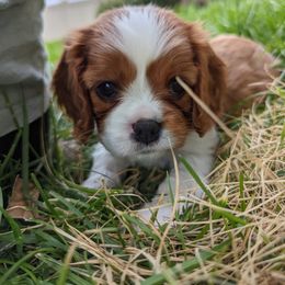 Girl 2 - Cavalier King Charles Spaniel puppy in Layton, Utah from Shakespeare's Cavaliers