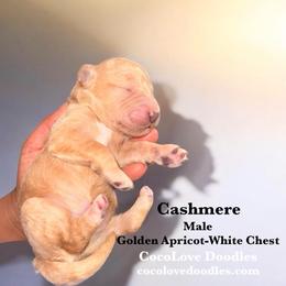 Cashmere - Apricot male Goldendoodle puppy in Glendale, Arizona from CocoLove Doodles