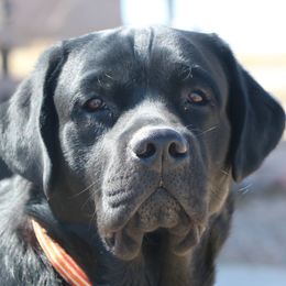 Glazed - Labrador Retriever