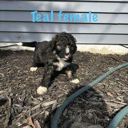 Teal - female Bernedoodle puppy in Delton, Michigan from Rocky Top Acres
