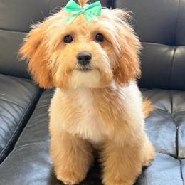 Tootsie - Apricot female Goldendoodle puppy in Saint Cloud, Florida from Rising Star Kennels