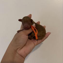 Atlas - Red  male Poodle puppy in Miami, Florida from Poodles 4 Life