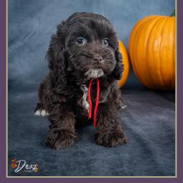 Lydia - Brown female Cockapoo puppy in Connersville, Indiana from Deaz Doodle Ranch
