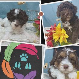 French Bulldogs and Labradoodles from Companion Creek Farm