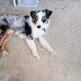 Dusty - Miniature Australian Shepherd