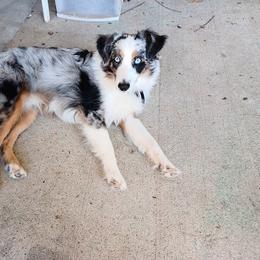 Dusty - Miniature Australian Shepherd