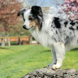 Miniature American Shepherds from Hush Puppies