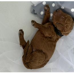 Cannoli - Red  male Poodle puppy in Cape Coral, Florida from Ruby the poodle