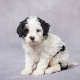 Faye - Tri-color female Cavapoo puppy in Apple Creek, Ohio from Grandeur Valley Puppies