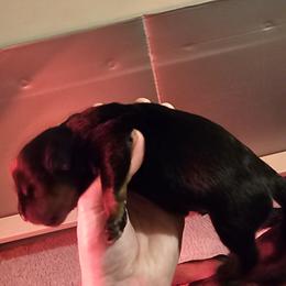 Girl 2 - Black and mahogany female Rottweiler puppy in Bartonsville, Pennsylvania from Karol's Rottweilers