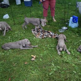 Weimaraner Puppies from Always Faithful Weimaraners