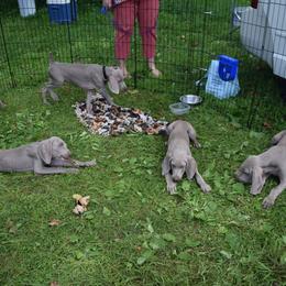 Weimaraner Puppies from Always Faithful Weimaraners