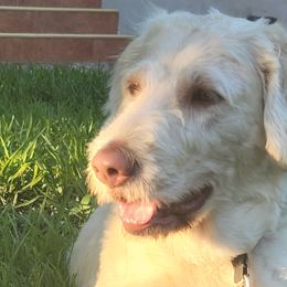 Labradoodles from Labradoods Austin