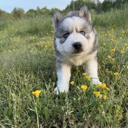 Sagittarius - Gray and white Siberian Husky puppy in King William, Virginia from Zodiac Moon Huskies