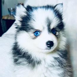 Barkley - Black and white male Pomsky puppy in Rhome, Texas from TyeDye Kennels