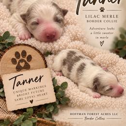 Tanner boy - Lilac merle male Border Collie puppy in Fairview, Tennessee from Hoffman Forest Acres LLC
