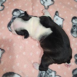 Companion Cross and French Bulldog Puppies from Legends Frenchton's, French Bulldogs & French Bullhuahua's