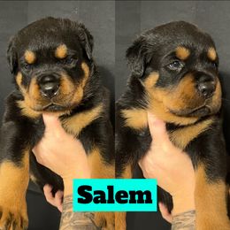 Salem - Rottweiler puppy in North Carolina from Wild Gnome Kennel