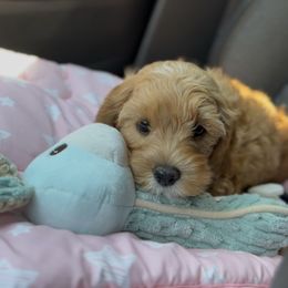 Eclair - Red female Cavapoo puppy in Arlington, Texas from Van Haselen Poodles and Doodles