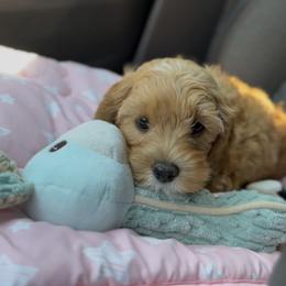 Eclair - Red female Cavapoo puppy in Arlington, Texas from Van Haselen Poodles and Doodles