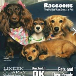 Fawny - Red female Dachshund puppy in Tulsa, Oklahoma from Eternal Puff Lhasa Apsos