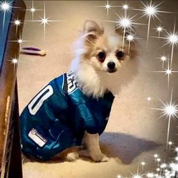 Pomeranian All Grown Up from Michelle's Pomeranians