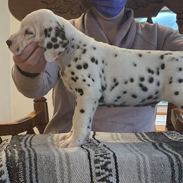 Dalmatians and Miniature American Shepherds from Novus Kennels