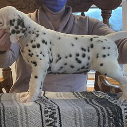 Dalmatians and Miniature American Shepherds from Novus Kennels