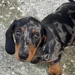 Ember - Dachshund