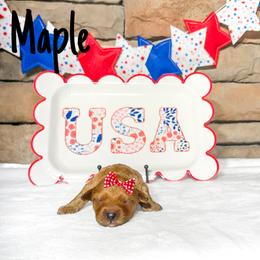 Maple - Apricot female Australian Labradoodle puppy in Leicester, North Carolina from Paws For All Labradoodles