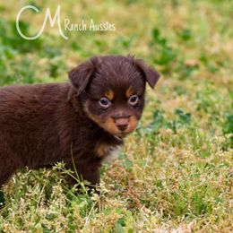 Khoda - formerly Gain - Red Toy Australian Shepherd puppy in Checotah, Oklahoma from CM Ranch Aussies