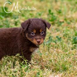 Khoda - formerly Gain - Red Toy Australian Shepherd puppy in Checotah, Oklahoma from CM Ranch Aussies