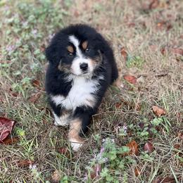 Jasper - Black tri-color male Australian Shepherd puppy in Augusta, Georgia from Incendia Aussies & Dobies