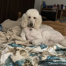 Poodle Puppies from Ocala Standard Poodles