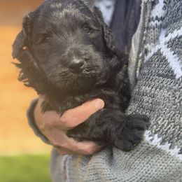 Goldendoodle Puppies from Arizona Doodles
