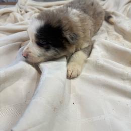M3 - White and blue merle male Border Collie puppy in Meridian, Mississippi from Border Hollow Border Collies