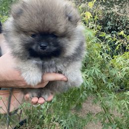 Pomeranian Puppies from Angelina Shishko