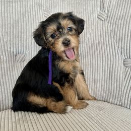 Ruby - Black and gold female Yorkipoo puppy in New Britain, Connecticut from Goldendoodles Yorkiepoo Stars CT