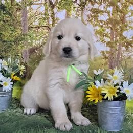 Lime - Light golden female Golden Retriever puppy in Salem, Ohio from Golden Pride Retrievers