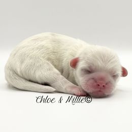 White and Gold Male - Orange Collar - Gold and white male Shih Tzu puppy in Crawfordsville, Indiana from Swaying Sycamore Farm