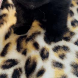 Pomeranian Puppies from Silver’s Reigning Heir Poms