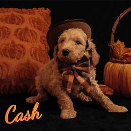 Cash (Johnny Cash) - Apricot male Poodle puppy in Ten Mile, Tennessee from Bella's Beauties Moyen Poodles