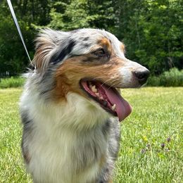 BANNIE - Miniature American Shepherd